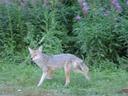 Coyote.